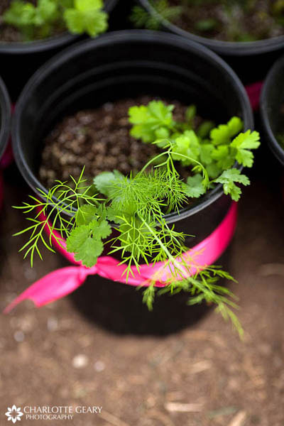 Potted herbs as a wedding favor for a backyard wedding