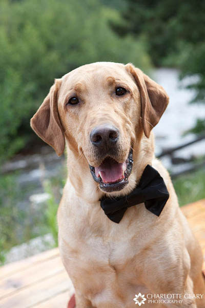 Dog ring bearer with black bow tie