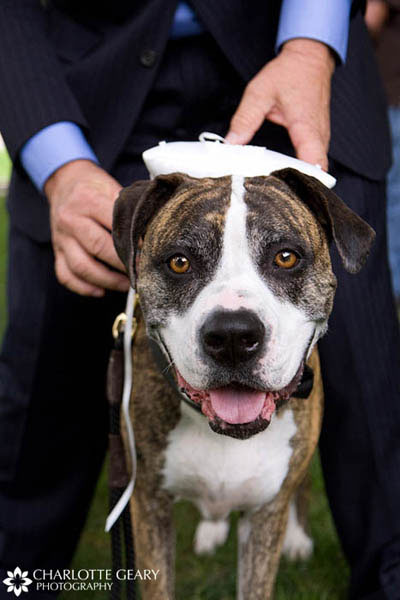 Dog ring bearer with ring pillow tied to his collar