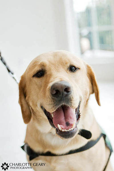 Dog ring bearer