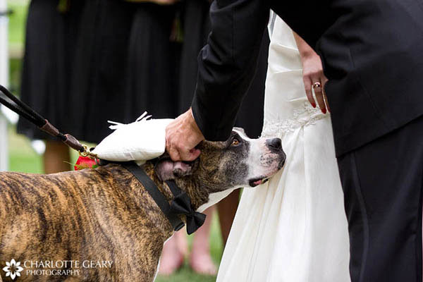 Dog with ring pillow on his collar