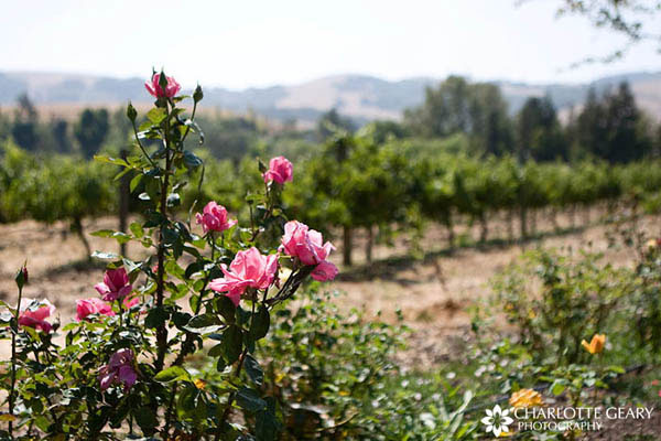 The vineyards at Cline Cellars in Sonoma, California 
